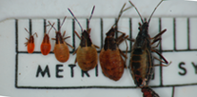 Wekiu Bug size progression from nymph to adult