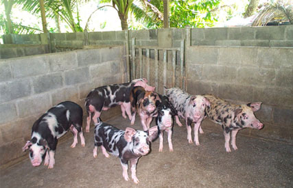 Pigs in pens