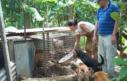 Portable composting pig pen