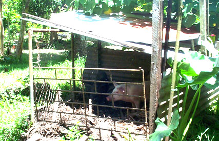 Portable composting pig pen