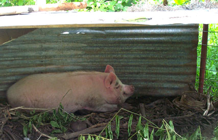 Happy pig