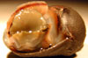 Neritid snail