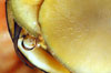 Snail grazing