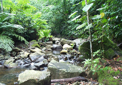 Papa Stream, Nu'u'uli