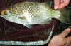 Kulia sp