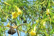 Be-still tree