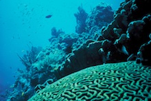 coral reef