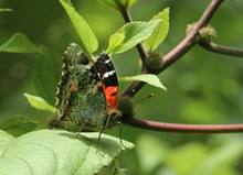 Pulelehua butterfly