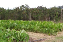 Waimanalo Research Station