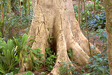Base of an albizia tree