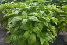 Basil growing