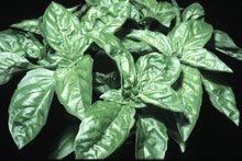 Basil