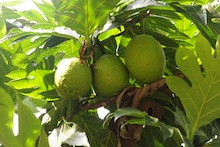 breadfruit