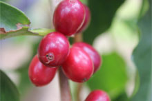Coffee plant