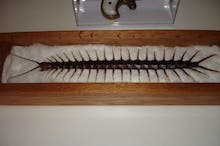 Centipede