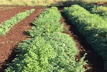 Chickpea field trial