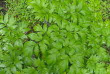 Green plants