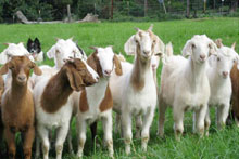 Goats