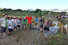 CTAHR students working in the fields on the Hong Kong study tour