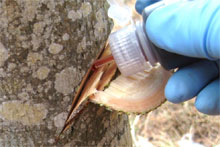 Incision Point Application