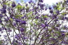 Jacaranda