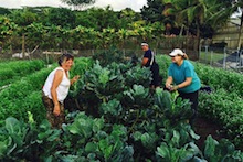 Harvesting kale from Kaua‘i GoFarm plot