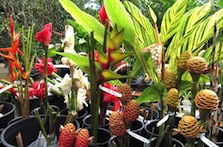 Plants at Lyon Arboretum