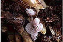 Mealybugs on roots