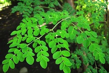 Moringa