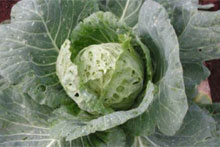 A moth-damaged cabbage