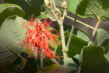 Erythrina abyssinica blossom