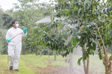 Person spraying pesticides