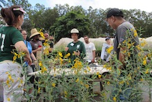 Koon-Hui Wang at Field Day at Poamoho