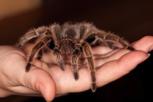 tarantula