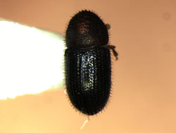 Fig. 1. Dorsal view of an adult coffee berry borer, Hypothenemus hampei