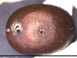 Fig. 3. Coffee berry with two holes made by coffee berry borer