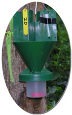 Fig. 2. Japanese beetle trap used in Hawai‘i to collect the black twig borer, <em>Xylosandrus compactus</em> (Curculionidae: Scolytinae).