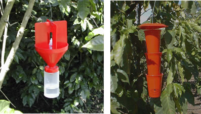 Fig. 1. Coffee berry borer trap used in Latin America. Lure is Methanol:ethanol 3:1, One funnel trap (left), large funnel trap (right).