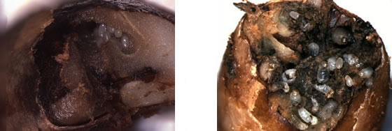 Fig. 4. Coffee berry borer galleries containing eggs (left), and eggs and larvae (right)