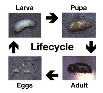 Fig. 5. Life cycle of Hypothenemus hampei. Photo by Bustillo et al. 1998. CENICAFÉE, Colombia.