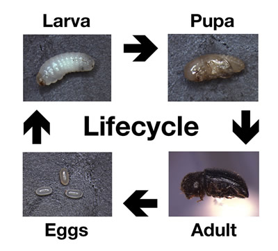 Fig. 5. Cycle de vie de Hypothenemus hampei. Photo de Bustillo et al. 1998. CENICAFÉE, Colombie.
