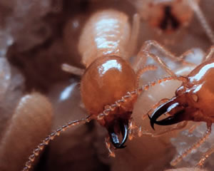 termite