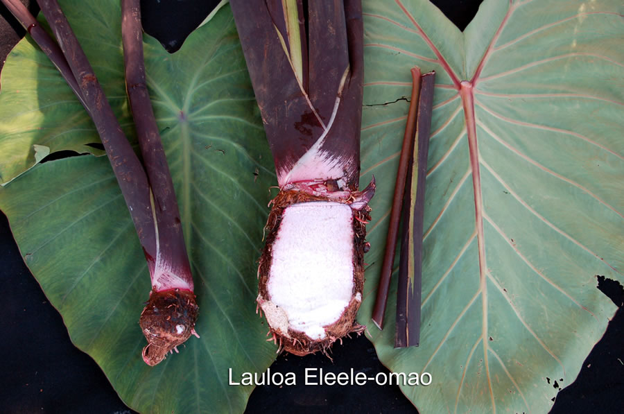 ~Ele‘ele' Naioea~ Hawaiian Edible Taro UH#044 Colocasia Live sml potd Plant 