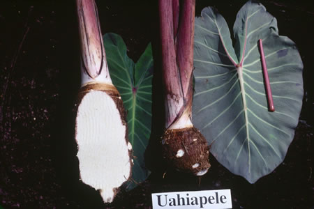 Uahiapele