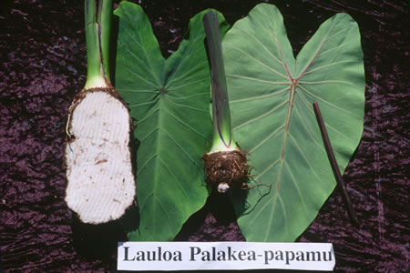 Lauloa Palakea-papamu