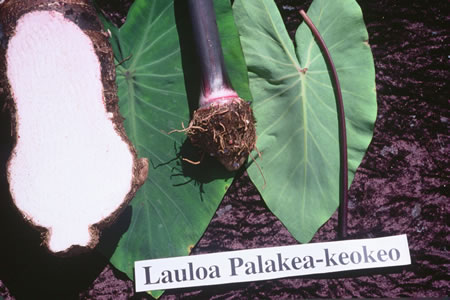 Lauloa Palakea-keokeo