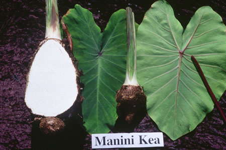 Manini Kea