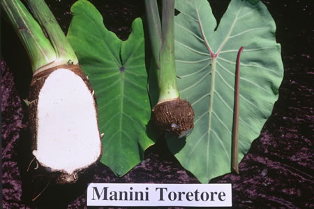 Manini Toretore