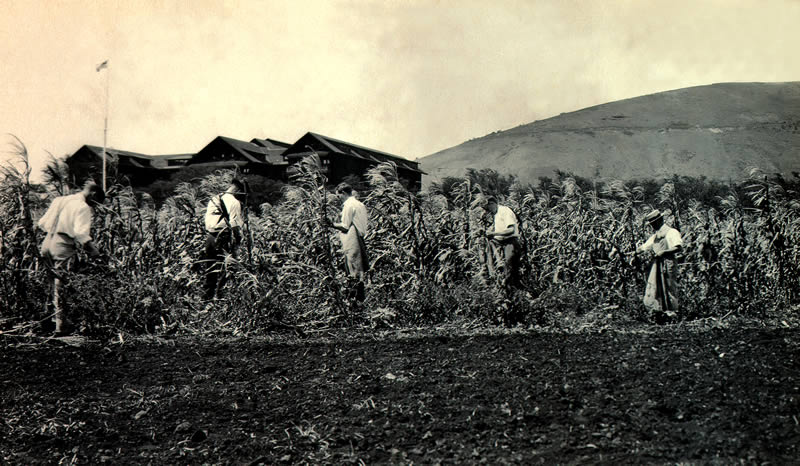 A crops class in 1919 selects seed corn from a Manoa campus field where buildings now stand. Five decades later, CTAHR’s James Brewbaker helped establish Hawai‘i’s seed corn industry, which was valued at $94 million in 2006.