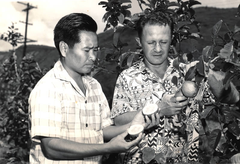 Horiculturalists Haruyuki Kamemoto and Richard Hamilton are among 52 outstanding CTAHR achievers given special mention in the book. Here they examine guava fruit.